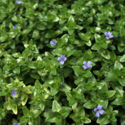 Bacopa caroliniana - Limoncella d'acqua